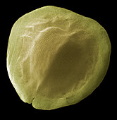 Wildflower seed,SEM