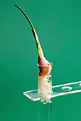 Garlic clove germination experiment