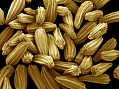 Ox-eye daisy seeds,SEM