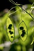 Perennial honesty (Lunaria rediviva)