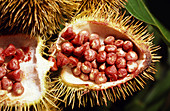 Anchiote fruit of the Bixa tree