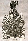 1753 engraving of a pineapple plant