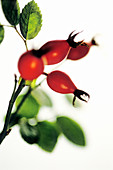 Rose-hips