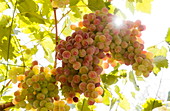 Bunches of grapes