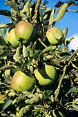 Apples ripening on a tree