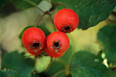 Hawthorn berries,Crataegus pennsylvanica