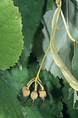 Silver lime tree fruits (Tilia tomentosa)