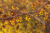 Golden raindrops tree fruit