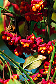 Common cranberry plant