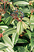Viburnum fruit (Viburnum davidii)