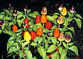 Hot chilli peppers 'Firecracker'