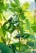 Blueberries (Vaccinium sp.)