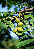 Manchurian walnut nuts