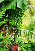 Banana fruit growing