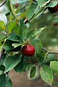 Apple (Malus 'Mary Charlton')