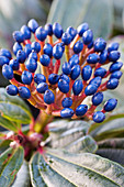 Viburnum (Viburnum davidii) fruits