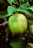 LADY HENNIKER apple on branch