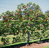Ellison's Orange apple tree