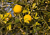 Trifoliate orange (Poncirus trifoliata)