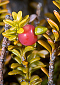 Snow totara berry (Podocarpus nivalis)