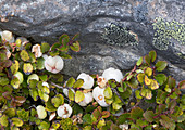 Mountain snowberry (Gaultheria colensoi)