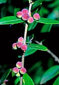 Olives (Phyllirea latifolia)