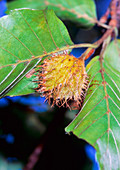 Beech (Fagus sylvatica)