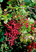 Turbentine fruit (Pistacia terebinthus)