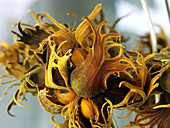 Turkish hazelnuts (Corylus colurna)