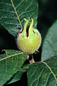 Medlar fruit (Mespilus germanica)