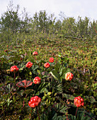 Cloudberry (Rubus chamaemorus)