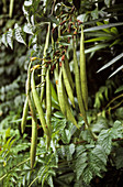 Legume pods