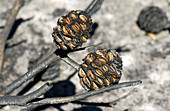Seed cases opened by bush fire