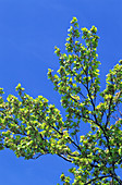 European beech (Fagus sylvatica)