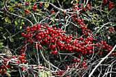 Black bryony berries
