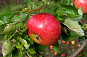 Apple (Malus sp.)