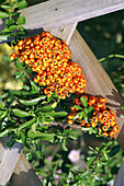 Cotoneaster wardii berries