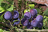 Plums (Prunus domestica 'Friar')