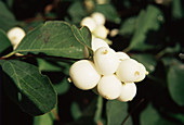 Snowberries (Symphoricarpos albus)