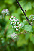 Blueberries (Vaccinium sp.)