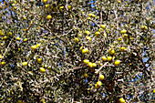 Argan fruit (Argania spinosa)