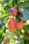 Crabapple fruits (Malus sp.)