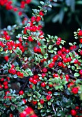 Cotoneaster (Cotoneaster horizontalis)