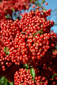 Firethorn berries (Pyracantha sp.)