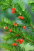 Yew tree berries (Taxus baccata)