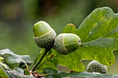 English oak acorns (Quercus robur)