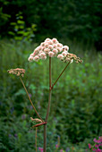 Wild Angelica