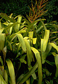 Aechmea blanchetiana ORANGE