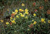 Kidney Vetch