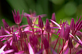 Allium GLOBEMASTER